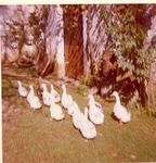 Click to see big picture (433x450 pixels; 44 KB)